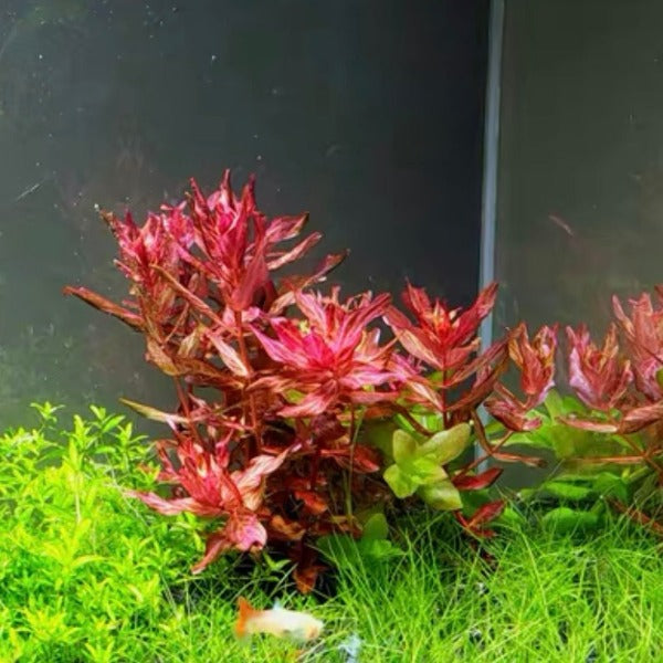 豹紋紅蝴蝶 ( Rotala macrandra Var. )