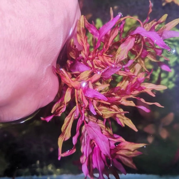 豹紋紅蝴蝶 ( Rotala macrandra Var. )