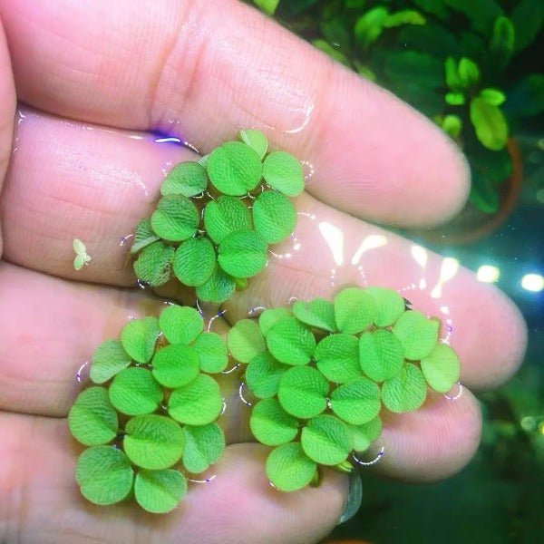 槐葉萍（ Salvinia natans ）