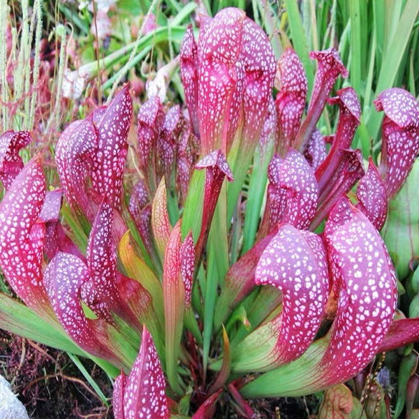 猩紅瓶子草 ( Sarracenia x Scarlet Belle )