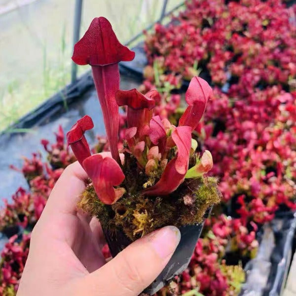 查爾遜瓶子草 ( Sarracenia x chelsonii )