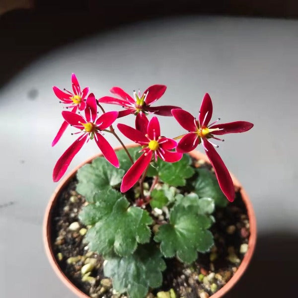 紅花大文字草 ( Saxifraga fortunei 'Akiba' )