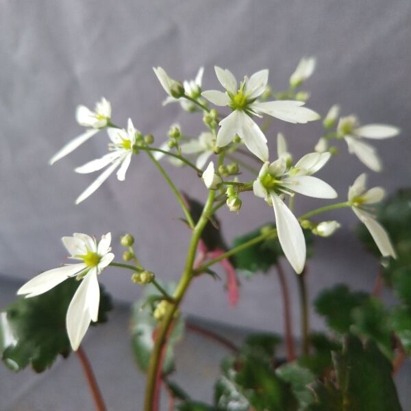 白花大文字草 （Saxifraga fortunei ' Alpina '）