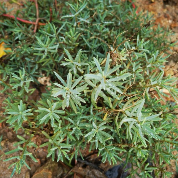 海馬齒（ Sesuvium portulacastrum ）