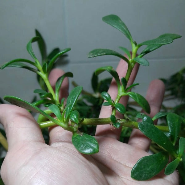 海馬齒（ Sesuvium portulacastrum ）