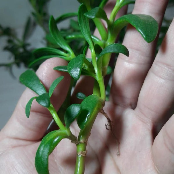 海馬齒（ Sesuvium portulacastrum ）