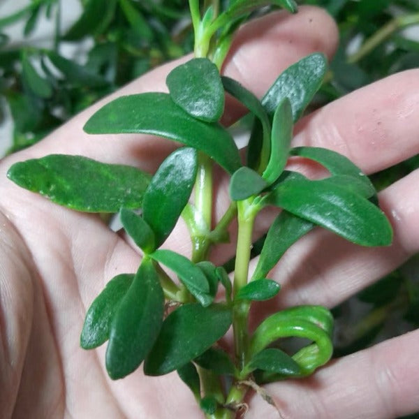 海馬齒（ Sesuvium portulacastrum ）