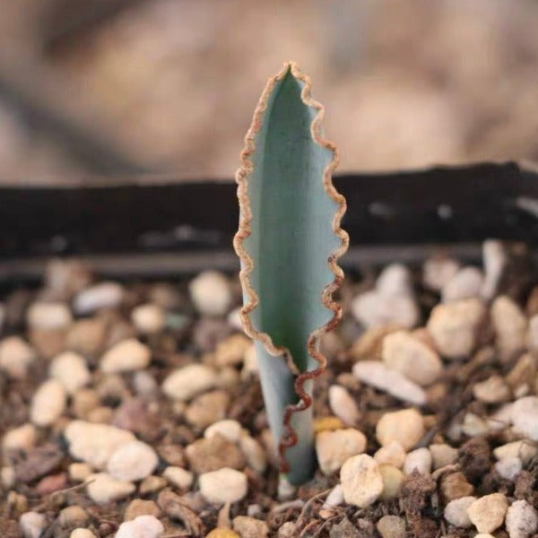 波葉彈簧草 Slug Spring Grass ( Albuca dilucula )