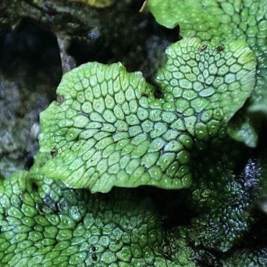 蛇苔 Snake Scales Liverwort ( Conocephalum conicum )