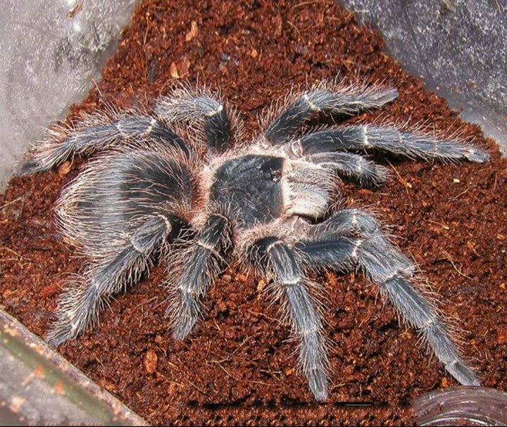 巴西所羅門 Brazilian Salmon Pink Birdeating Tarantula (Lasiodora parahybana) - 森流 GreenFlow - 動植物造景專門店