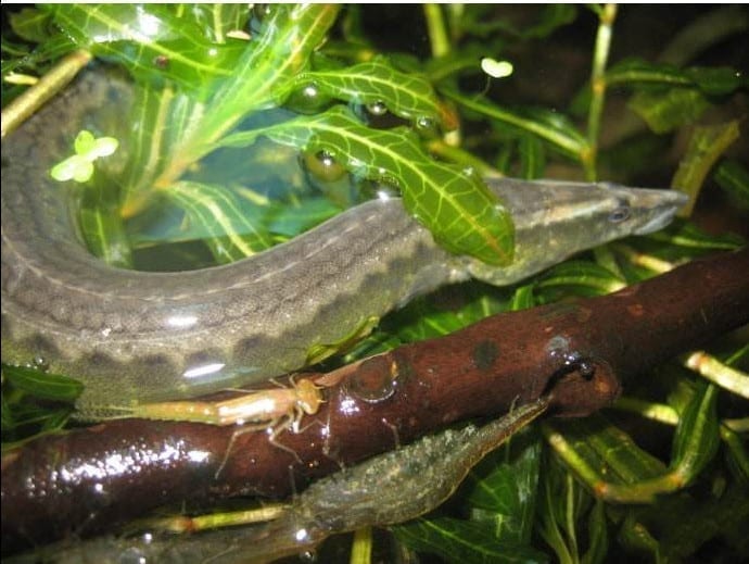 刺鰍 Lesser Spiny Eel (Mastacembelus aculeatus) - 森流 GreenFlow - 動植物造景專門店