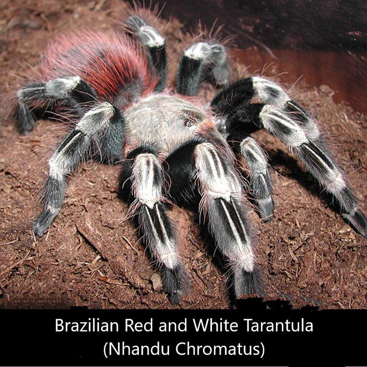 巴西白間紅尾 Brazilian Red and White Tarantula (Nhandu chromatus) - 森流 GreenFlow - 動植物造景專門店