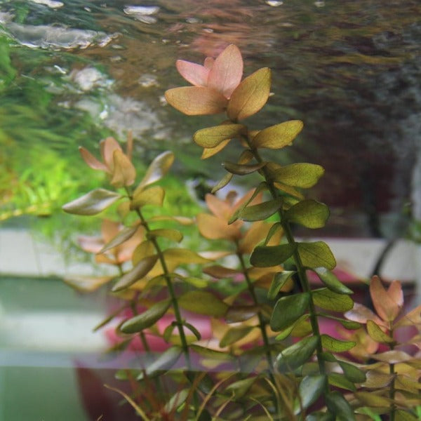 粉紅虎耳 Mint Bacopa ( Bacopa caroliniana 'colorata' )