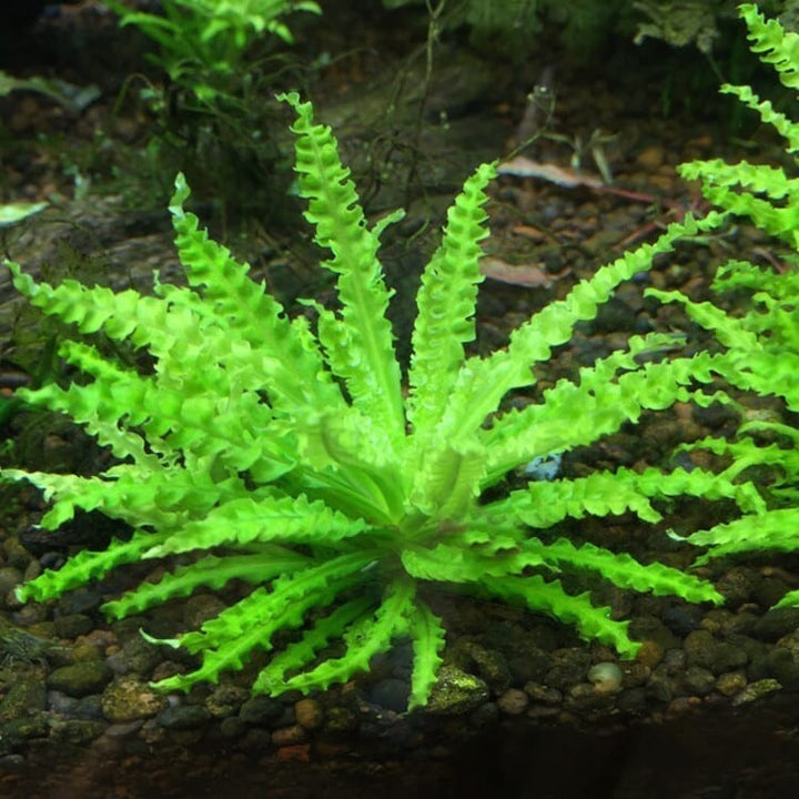 噴泉太陽 Downoi ( Pogostemon helferi ) - 森流 GreenFlow - 動植物造景專門店