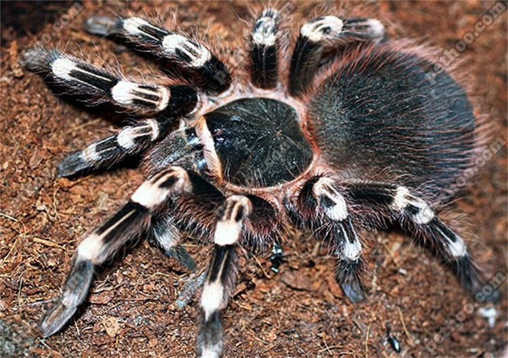 巴西白膝頭 Giant White Knee Tarantula (Acanthoscurria geniculata) - 森流 GreenFlow - 動植物造景專門店