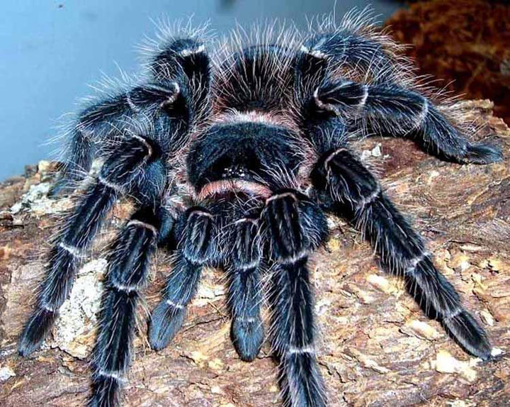 巴西所羅門 Brazilian Salmon Pink Birdeating Tarantula (Lasiodora parahybana) - 森流 GreenFlow - 動植物造景專門店