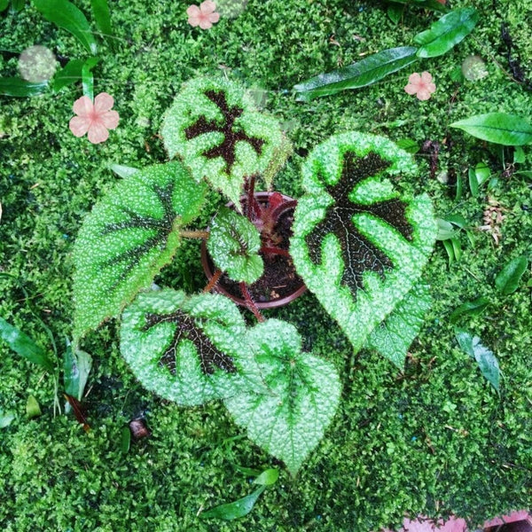 鐵甲秋海棠 Begonia Iron Cross ( Begonia Masoniana )