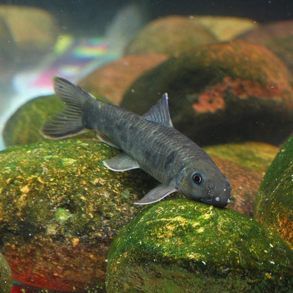 東方墨頭魚 （Garra orientalis）