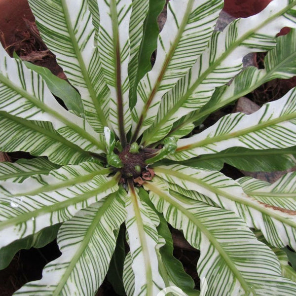 鳥巢蕨 Bird Nest Fern Variegated (Asplenium nidus variegated)