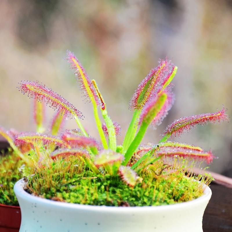 Cape sundew Drosera capensis (Cape sundew)