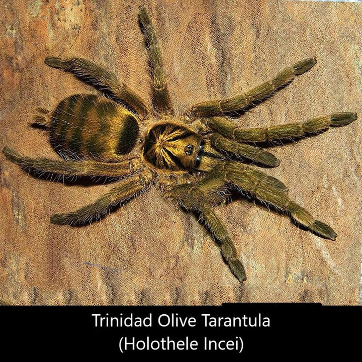 千里達橄欖金 Trinidad Olive Tarantula (Holothele incei) - 森流 GreenFlow - 動植物造景專門店