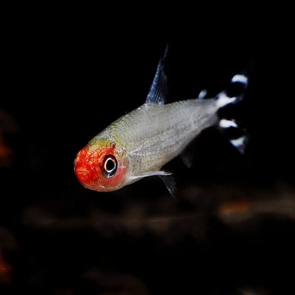 紅鼻剪刀 Rummy Nose Tetras (Hemigrammus bleheri)