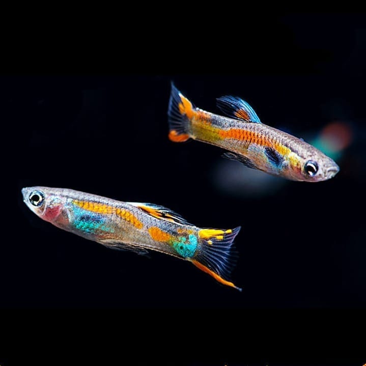 安格拉斯孔雀魚 Endler's Livebearer ( Poecilia wingei ) - 森流 GreenFlow - 動植物造景專門店