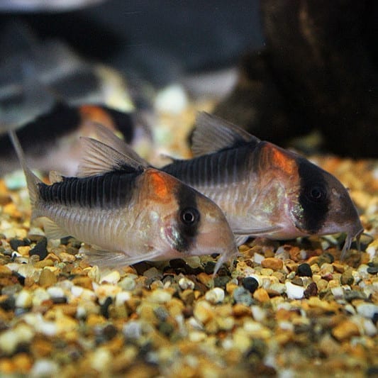 黑金紅頭鼠 False Adolfoi Cory (Corydoras duplicareus)