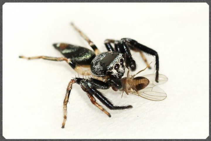 巴莫方胸蛛 Fighting Jumping Spider (Thiania bhamoensis) - 森流 GreenFlow - 動植物造景專門店