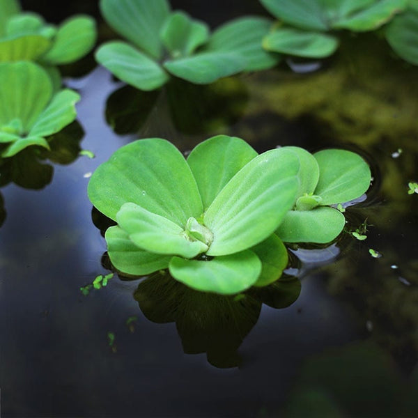 水芙蓉浮萍 Water Lettuce (Pistia stratiotes)