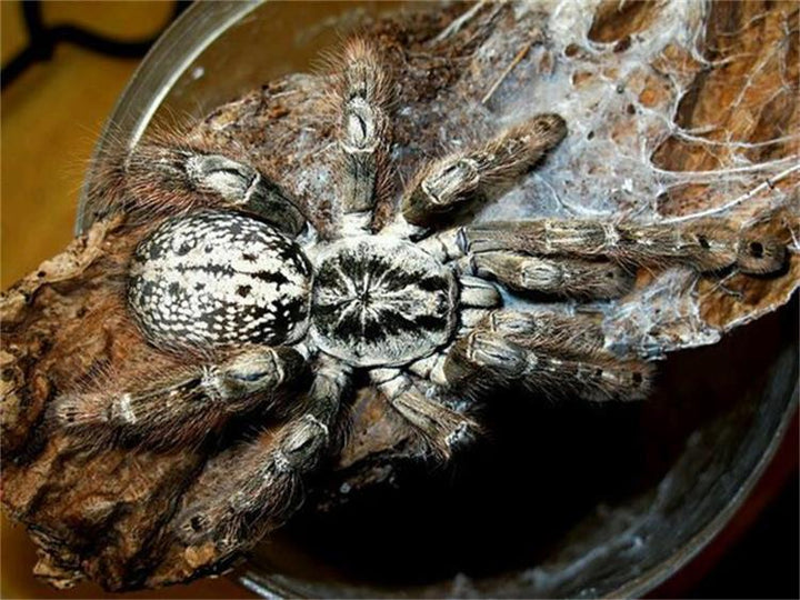 多哥星團巴布 Togo Starburst Tarantula (Heteroscodra maculata) - 森流 GreenFlow - 動植物造景專門店