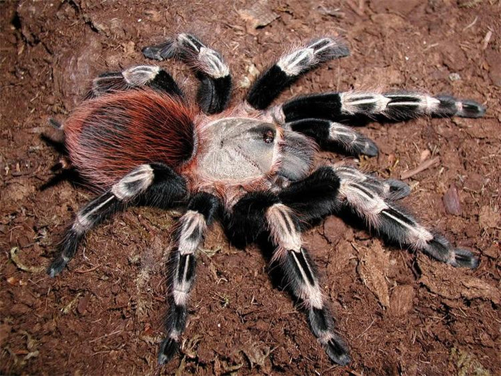 巴西白間紅尾 Brazilian Red and White Tarantula (Nhandu chromatus) - 森流 GreenFlow - 動植物造景專門店