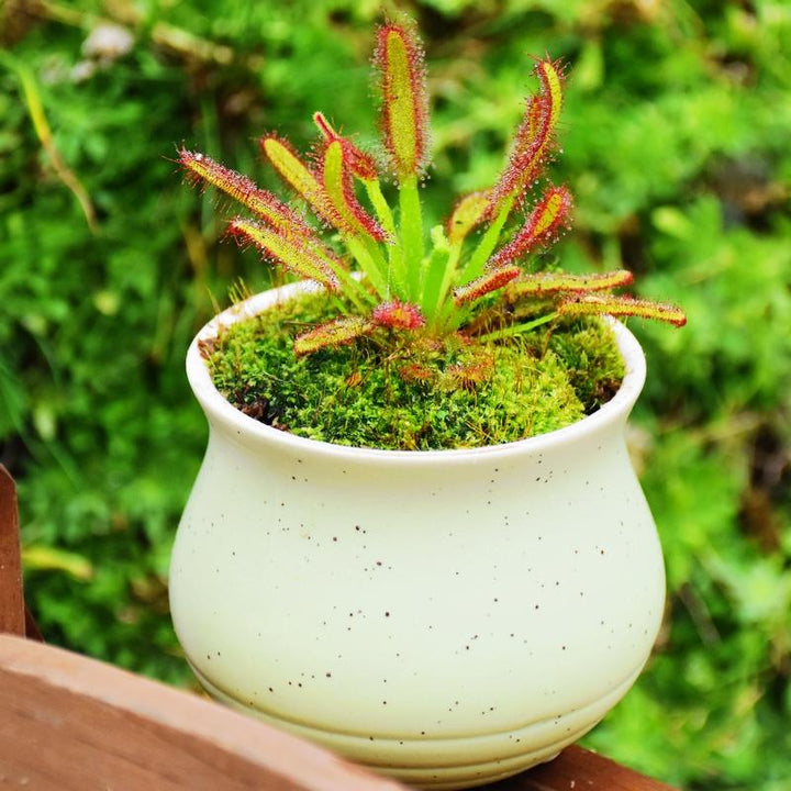 好望角毛氈苔茅膏菜 Drosera capensis ( Cape sundew ) - 森流 GreenFlow - 動植物造景專門店