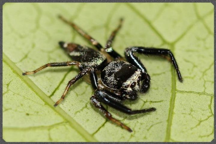 巴莫方胸蛛 Fighting Jumping Spider (Thiania bhamoensis) - 森流 GreenFlow - 動植物造景專門店