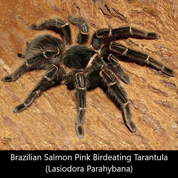 巴西所羅門 Brazilian Salmon Pink Birdeating Tarantula (Lasiodora parahybana) - 森流 GreenFlow - 動植物造景專門店