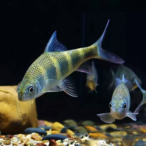 虹彩長鰭光唇魚 Longipinnis Rainbow (Acrossocheilus longipinnis)