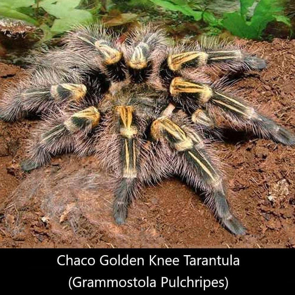 巴西巨人金直間 Chaco Golden Knee Tarantula (Grammostola pulchripes) - 森流 GreenFlow - 動植物造景專門店