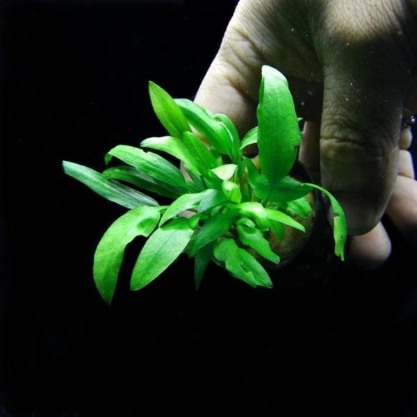 綠溫蒂椒草 Water Trumpet ( Cryptocoryne wendtii 'Green' )