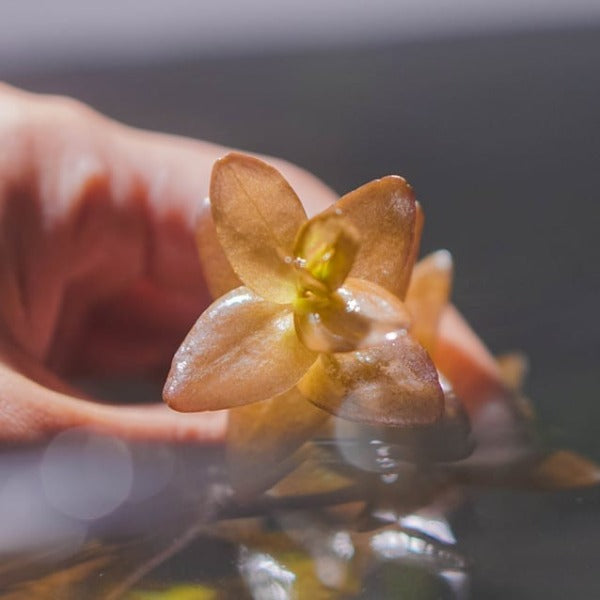 粉紅虎耳 Mint Bacopa ( Bacopa caroliniana 'colorata' )