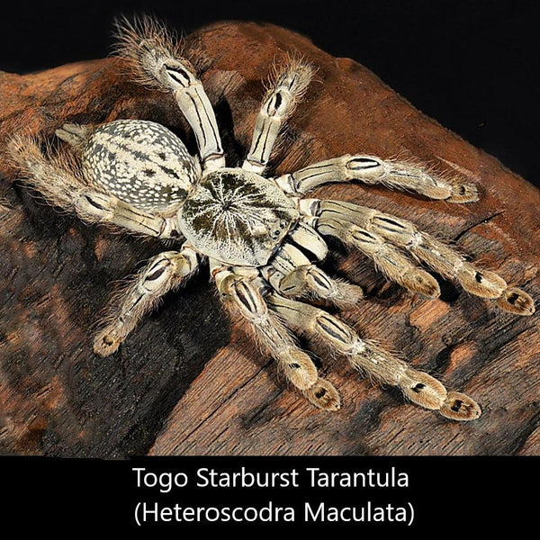 多哥星團巴布 Togo Starburst Tarantula (Heteroscodra maculata) - 森流 GreenFlow - 動植物造景專門店