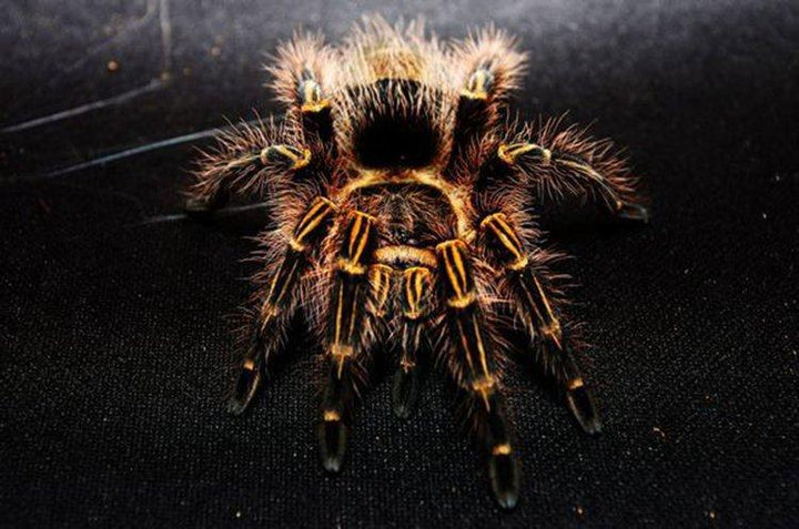 巴西巨人金直間 Chaco Golden Knee Tarantula (Grammostola pulchripes) - 森流 GreenFlow - 動植物造景專門店