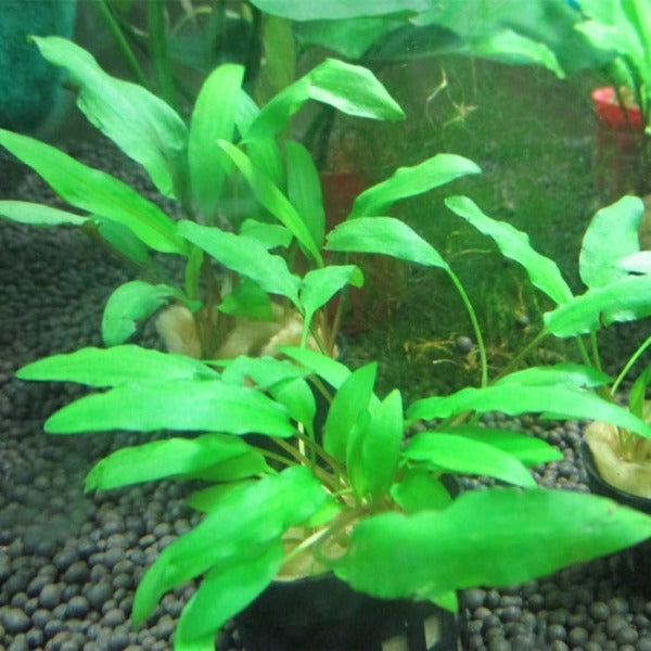 綠溫蒂椒草 Water Trumpet ( Cryptocoryne wendtii 'Green' )