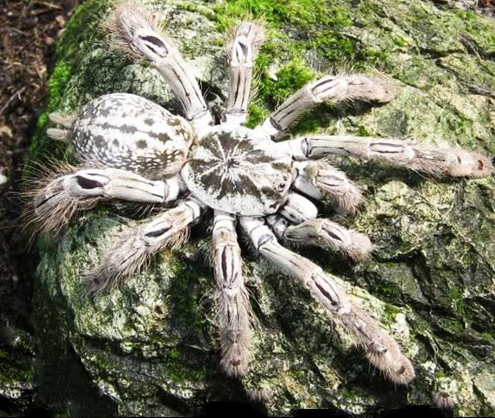 多哥星團巴布 Togo Starburst Tarantula (Heteroscodra maculata) - 森流 GreenFlow - 動植物造景專門店