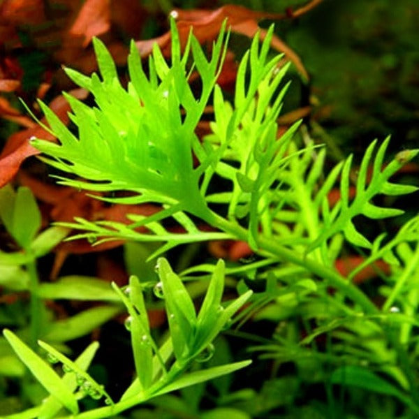 雪花草 American Featherfoil ( Hottonia inflata )