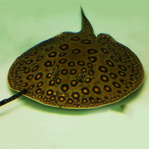 珍珠魟魚 Ocellate river stingray (Potamotrygon motoro)