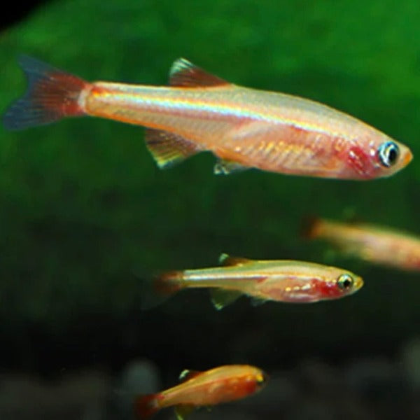 黃化白雲金絲 ( Tanichthys albonubes Var. )