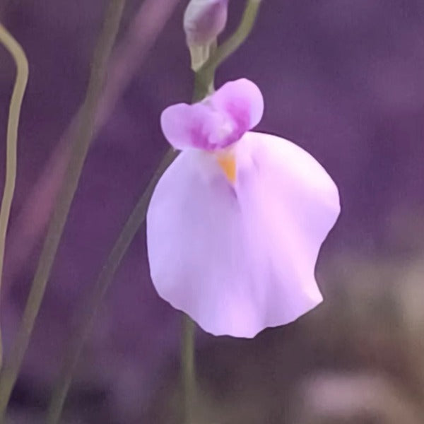 粉花布朗歇狸藻 ( Utricularia blanchetii )