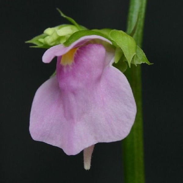 雙裂苞狸藻 ( Utricularia calycifida )