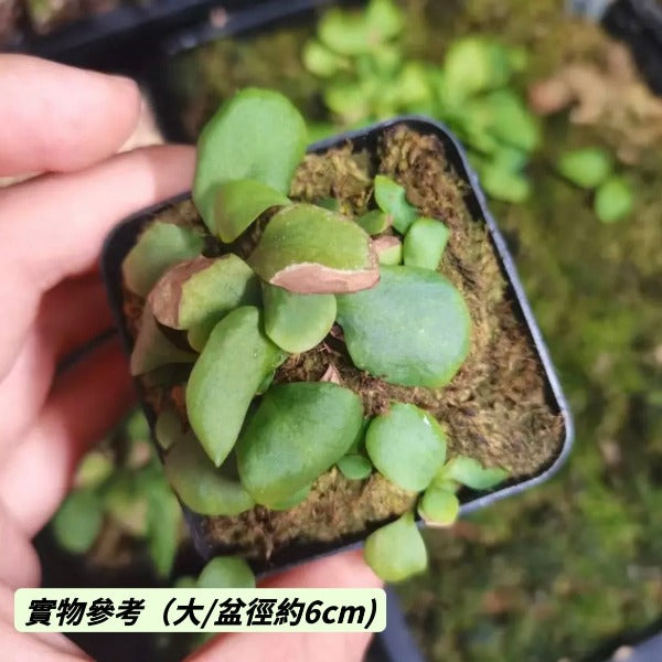 雙裂苞狸藻 ( Utricularia calycifida )