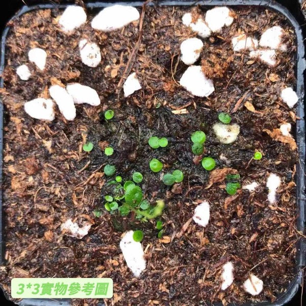 絨毛狸藻 ( Utricularia pubescens )